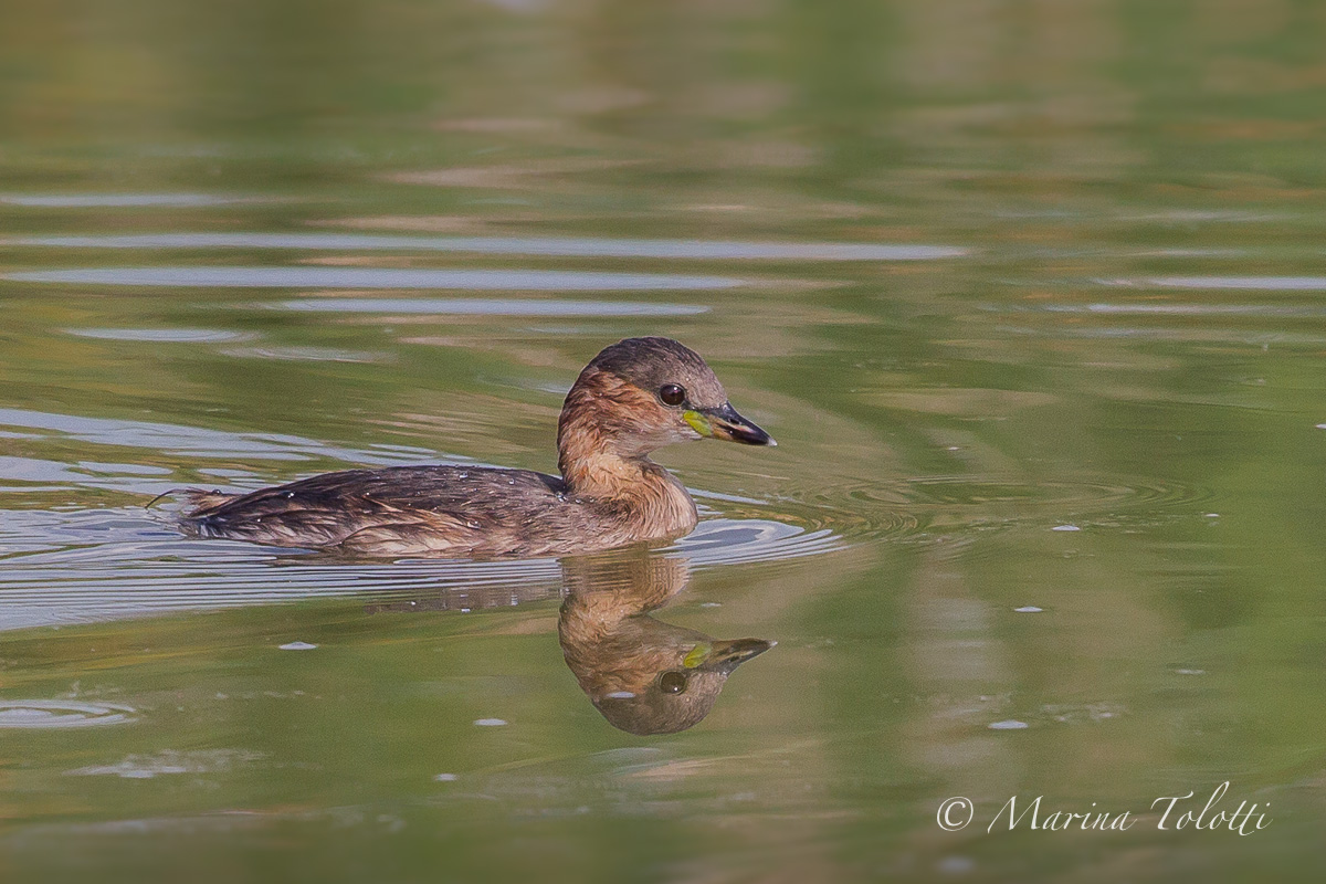 Young Little Grebe