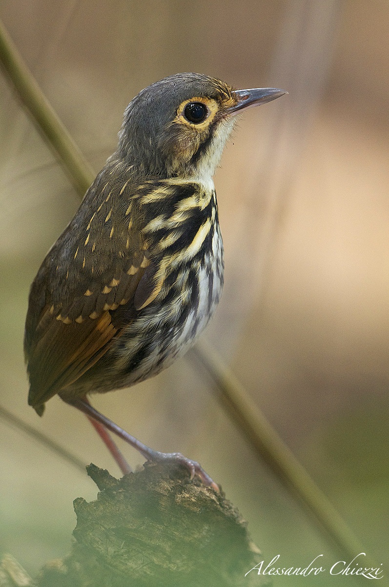 Pitta formichiere pettostriata