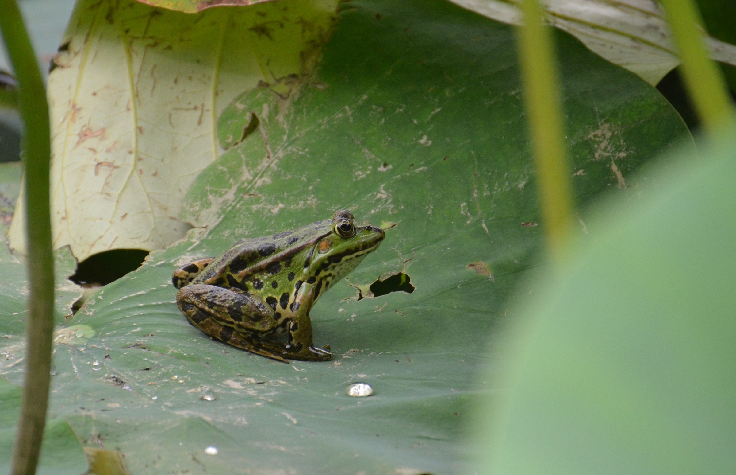 Frog on a lotus leaf