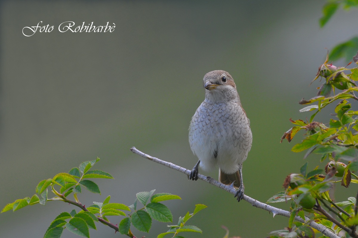 Averla piccola.......