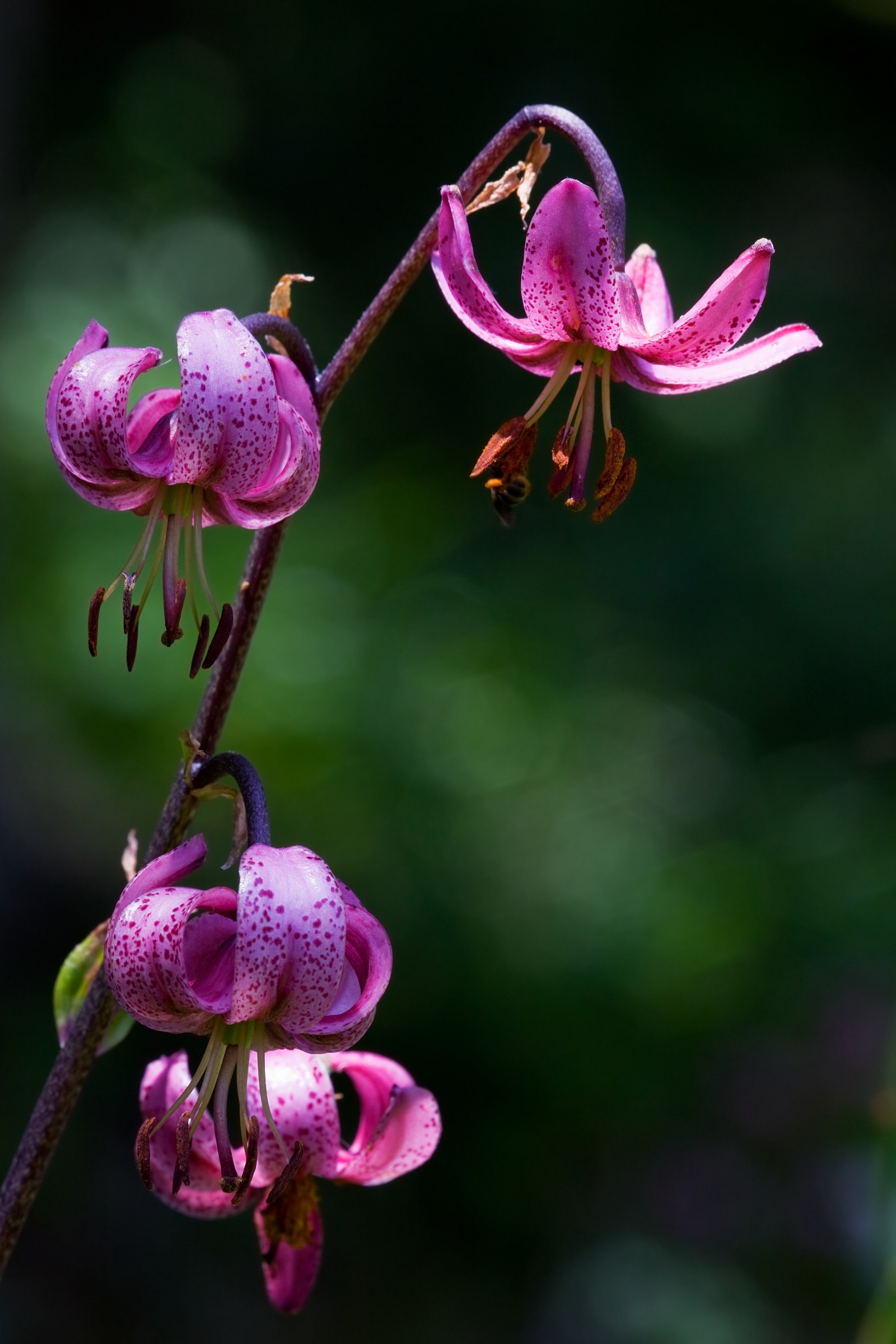 Lilium martagon