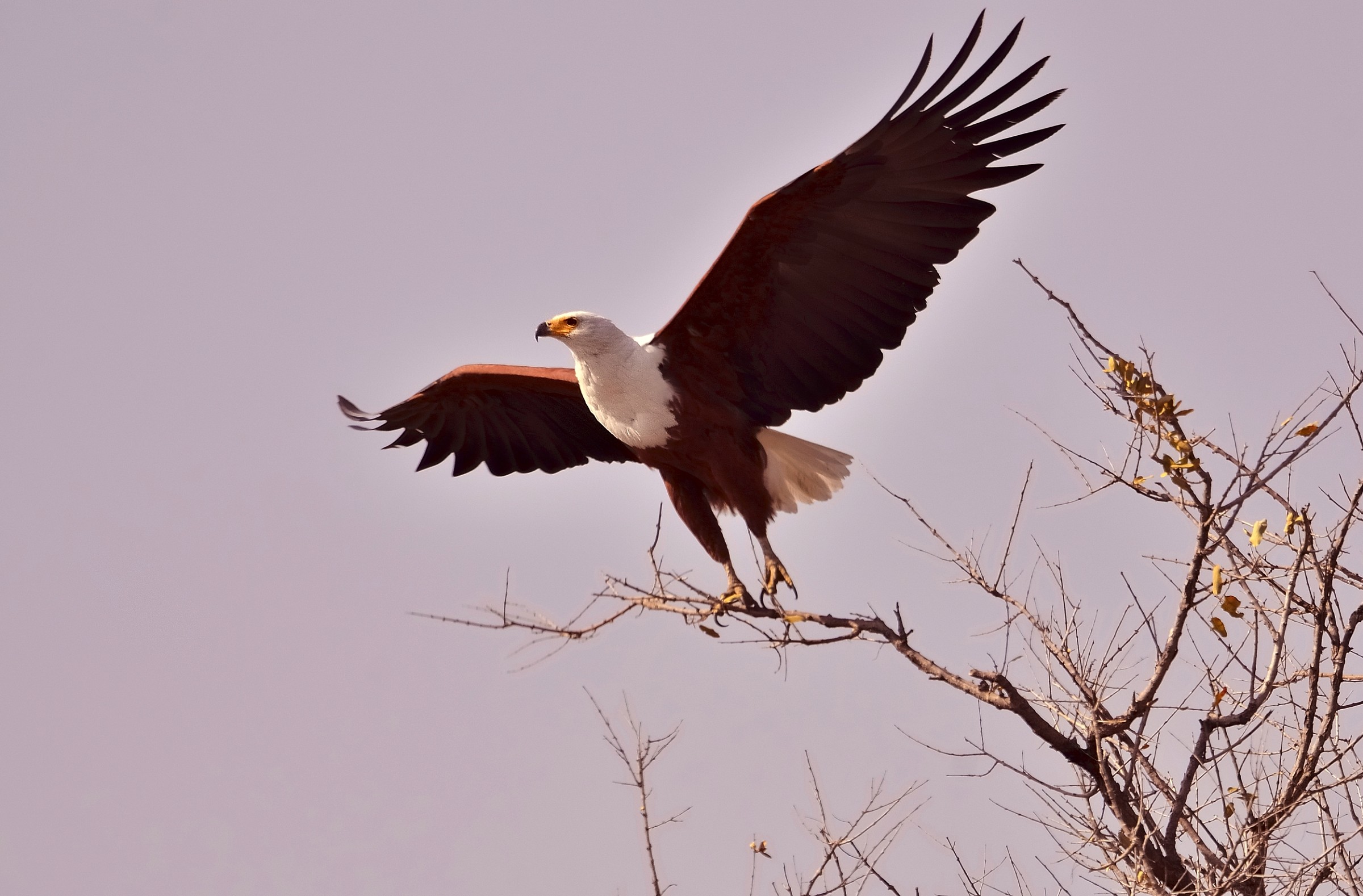 fish eagle