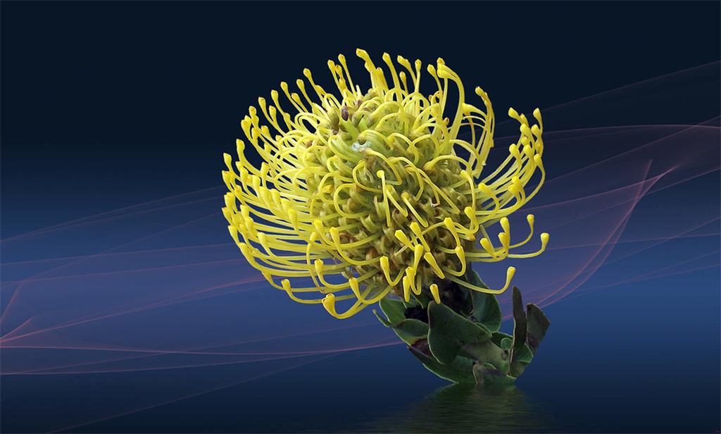 protea
