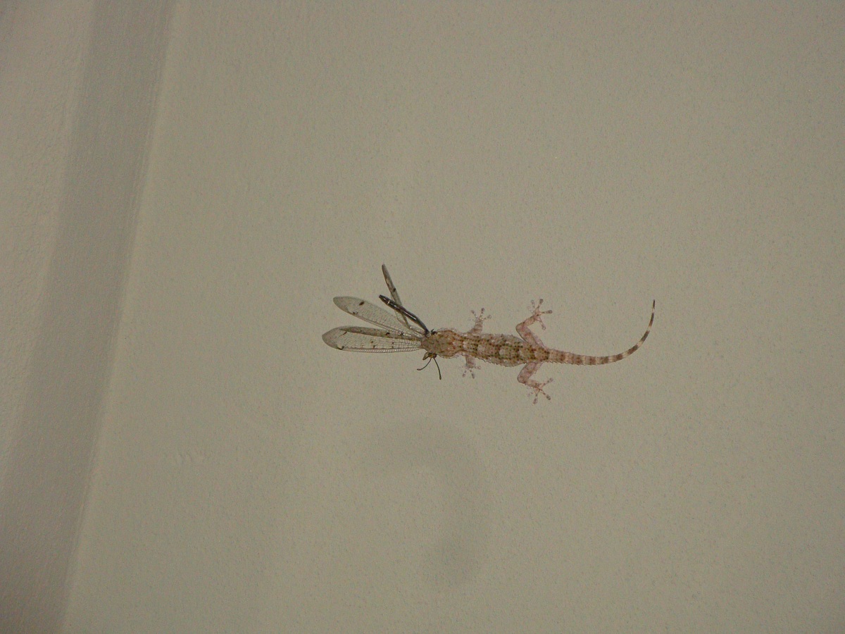 good appetite .......