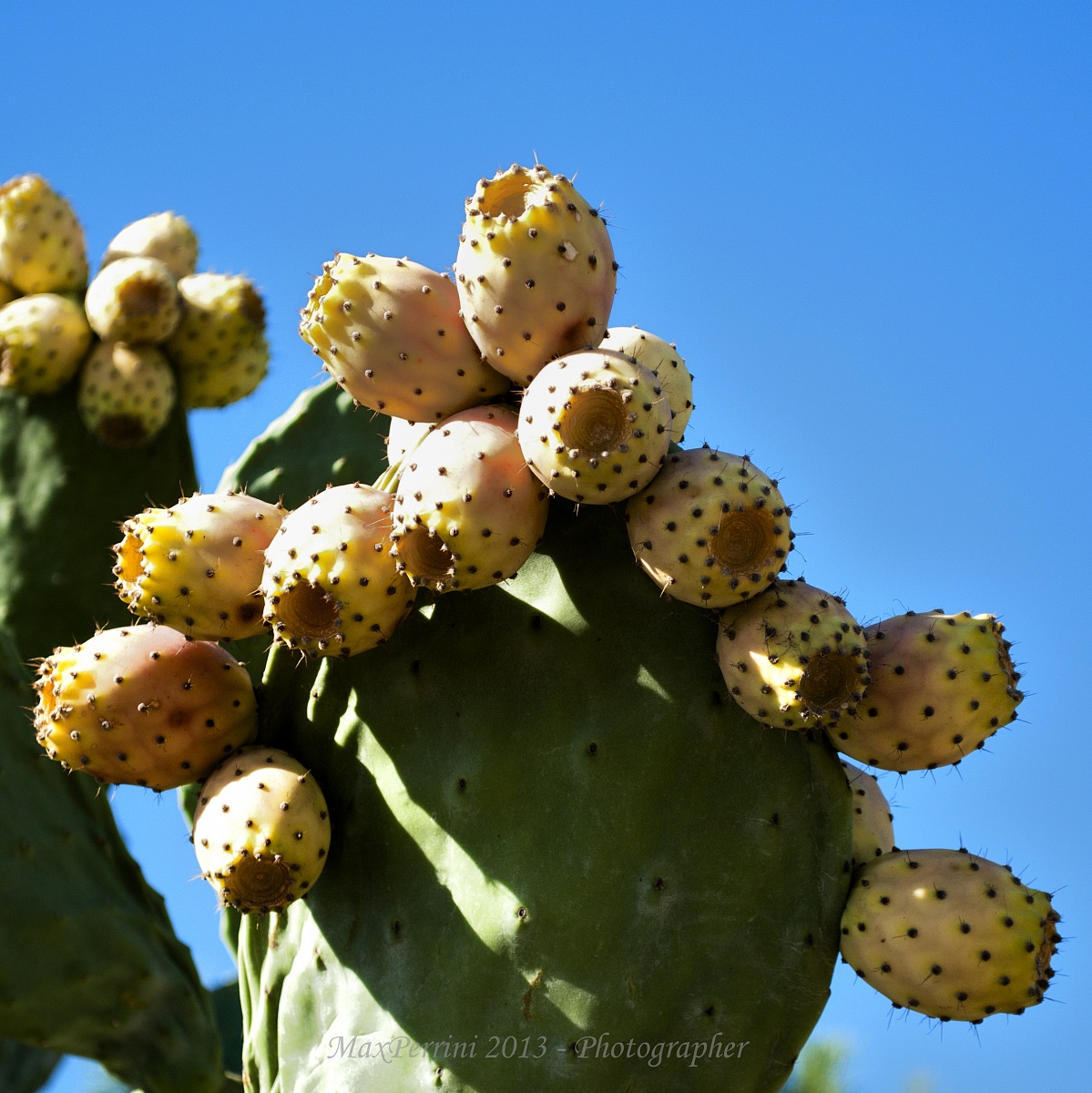 Prickly pears