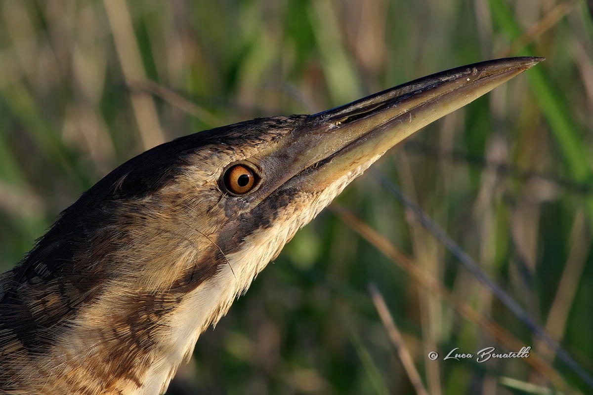 Ritratto di un Tarabuso