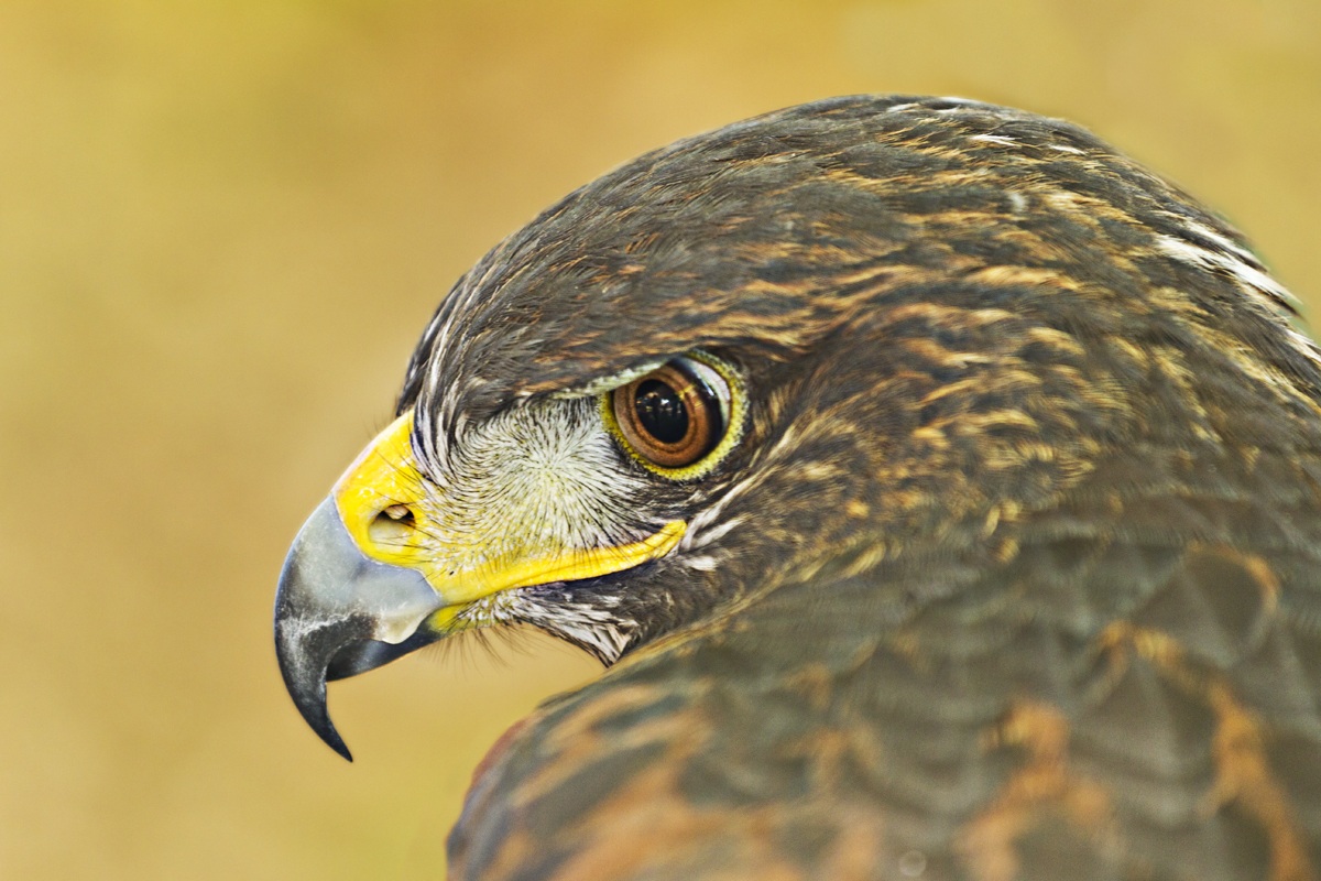 Buzzard's eye ... ...