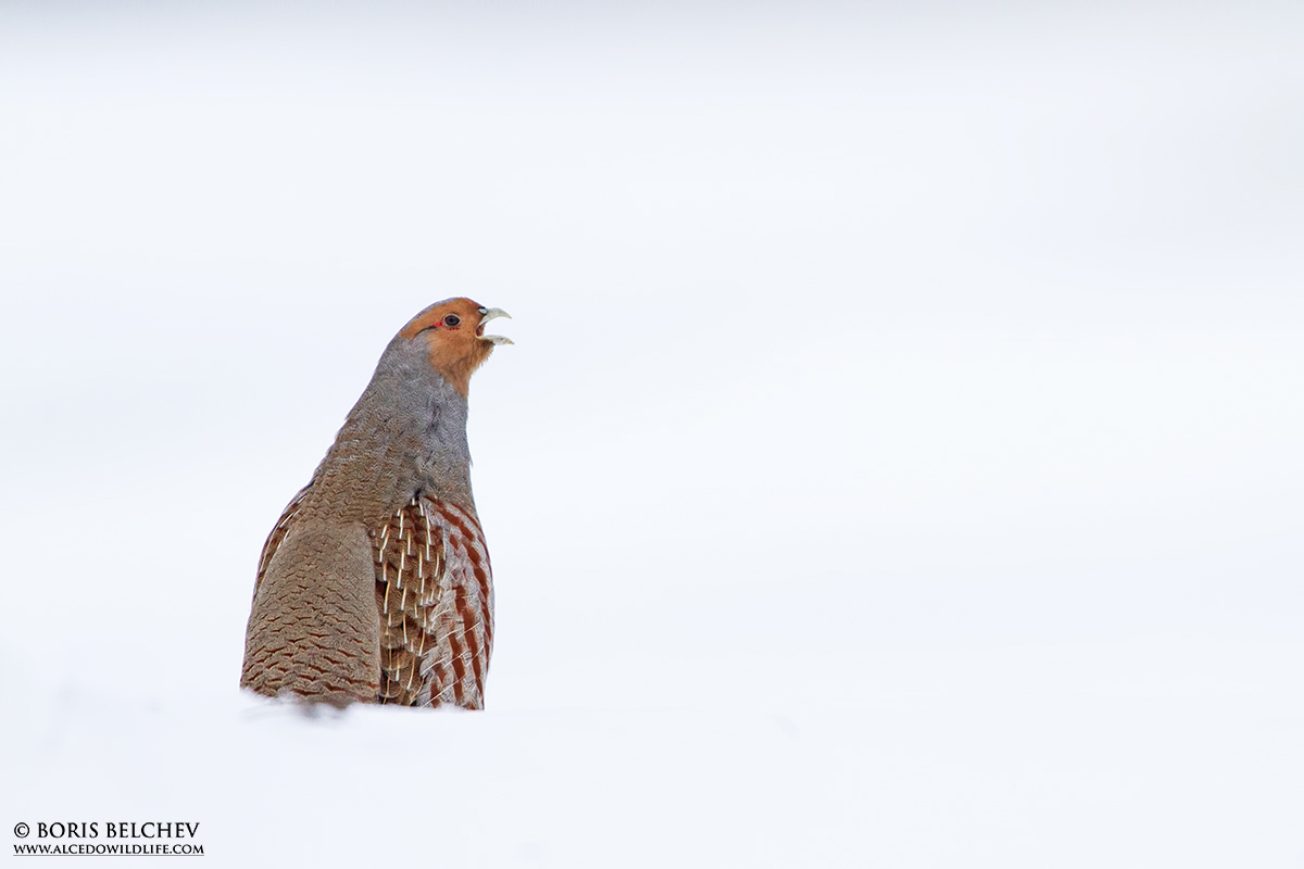 Starna (Perdix perdix)