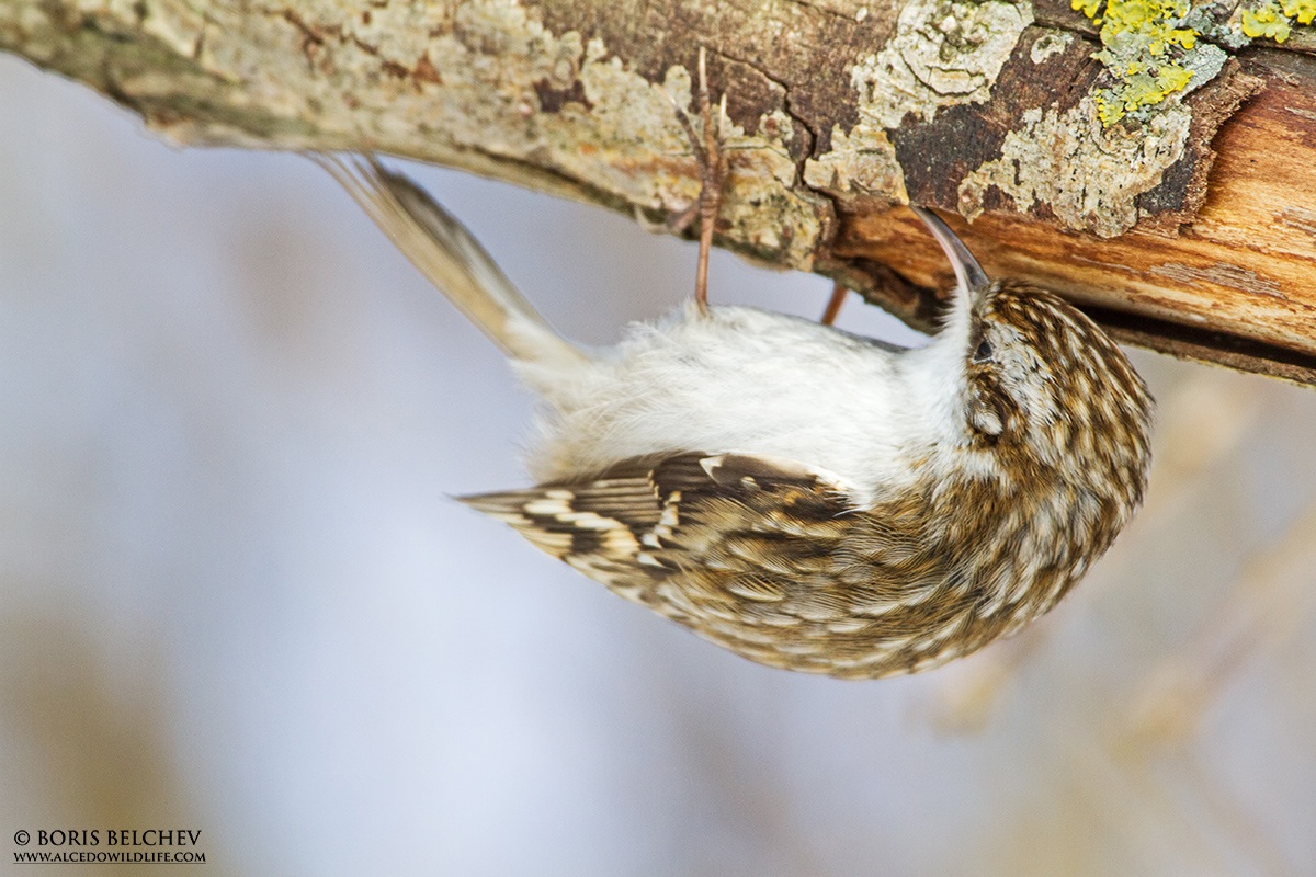 Rampichino comune (Certhia familiaris)