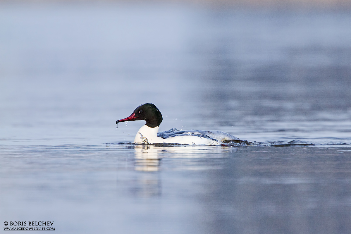 Comune Goosander (Mergus merganser) maschio