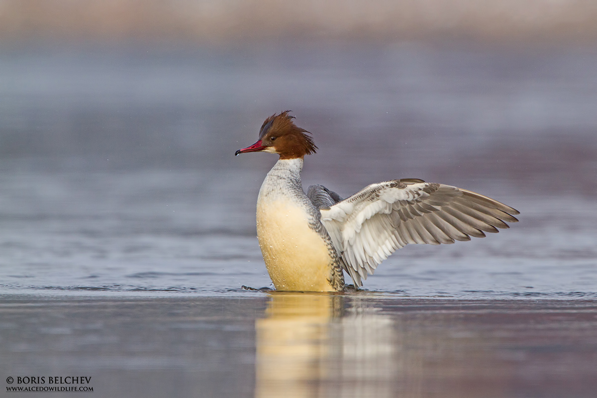 Comune Goosander (Mergus merganser) femmina
