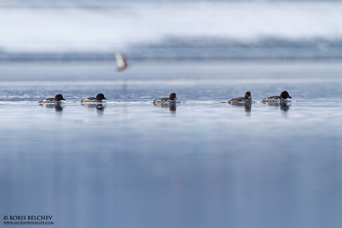 Comune (Bucephala clangula) maschio e femmine