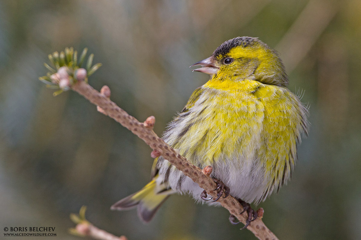 Lucherino (Carduelis spinus) maschio
