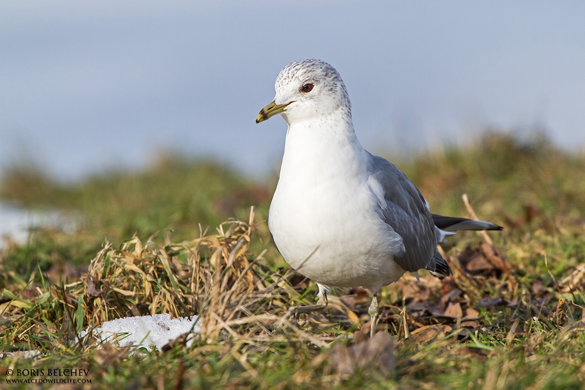 Gabbiano comune (Larus canus)