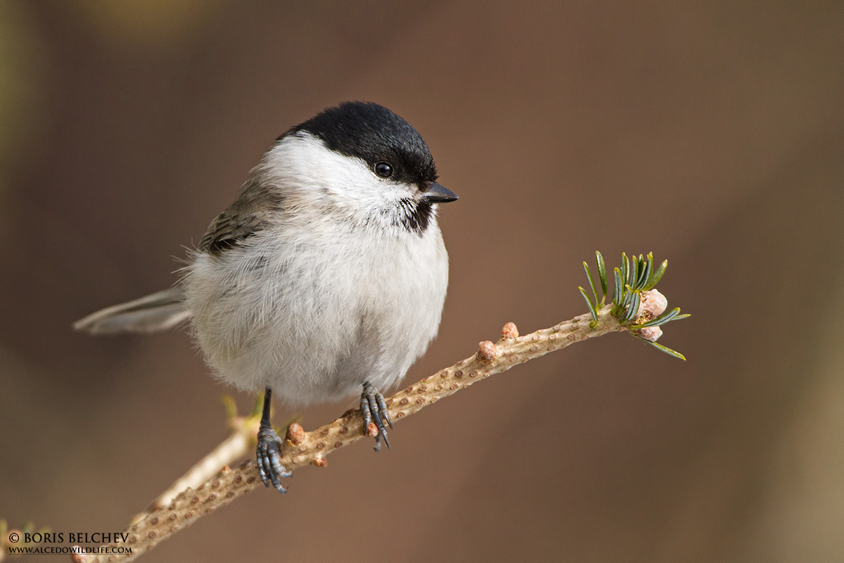 Cincia bigia (Parus palustris)