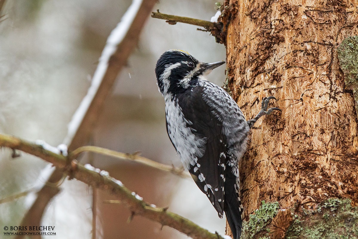 Picchio tridattilo (Picoides tridactylus) maschio
