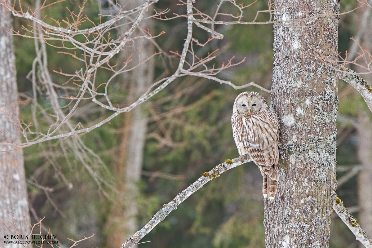 Allocco degli Urali (Strix uralensis)