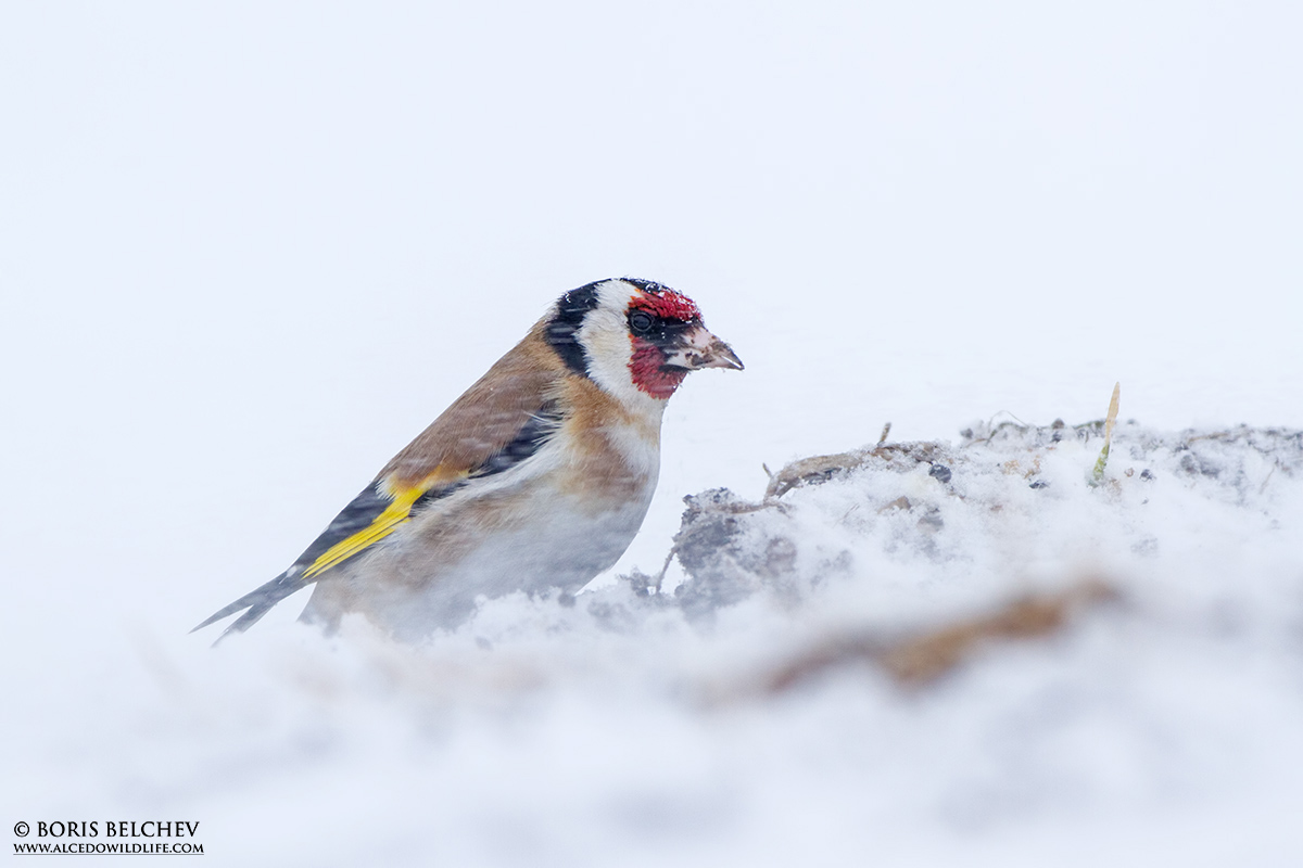 Cardellino (Carduelis carduelis)