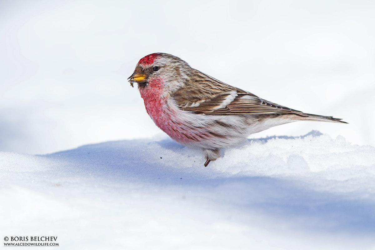 Organetto comune (Carduelis flammea)