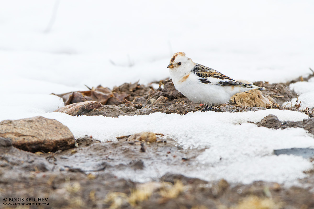 Zigolo delle nevi (Plectrophenax nivalis)