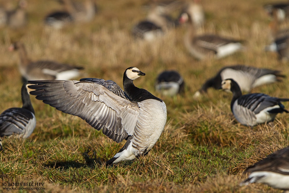 Barnacle Goose (Branta leucopsis)
