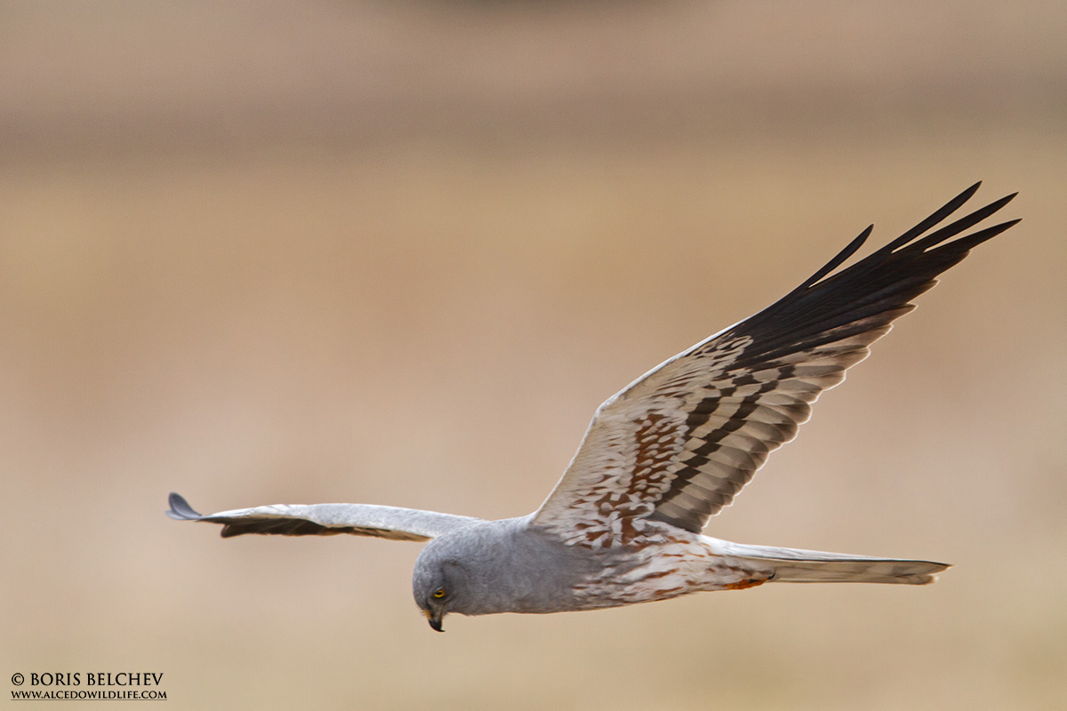 Harrier (Circus pygargus) maschio di Montague