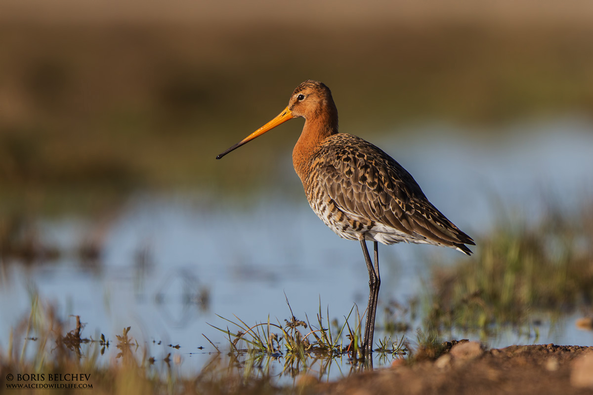 Pittima reale (Limosa limosa)