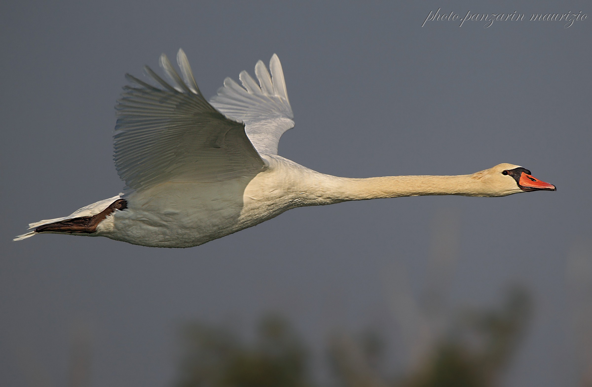 the elegance of the swan