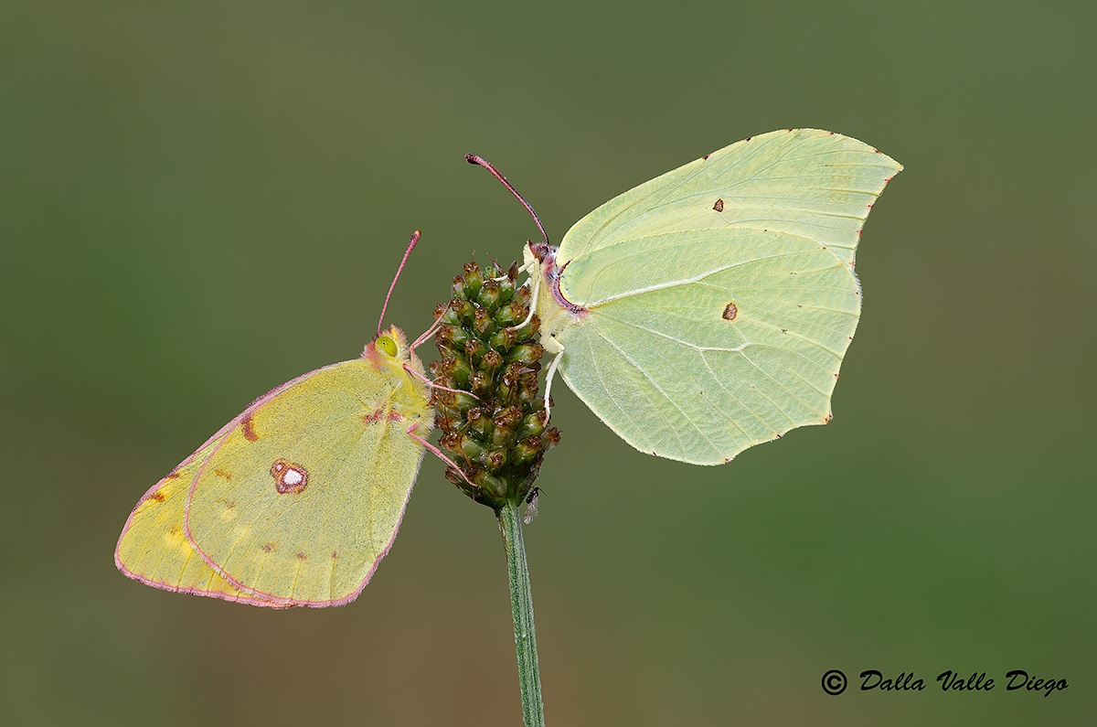 Pink, Yellow and Green!