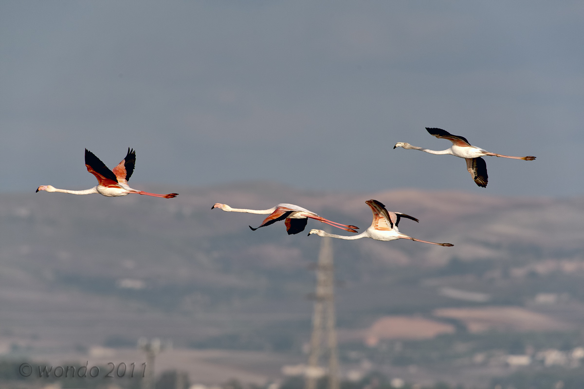 Phoenicopterus (Flamingos)