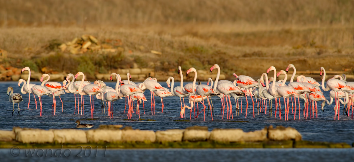 Phoenicopterus (Flamingos) 2