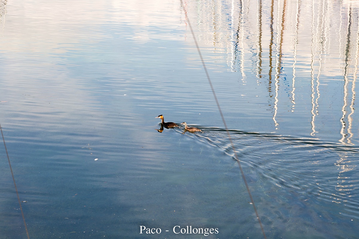 Piccolo e grazioso paio