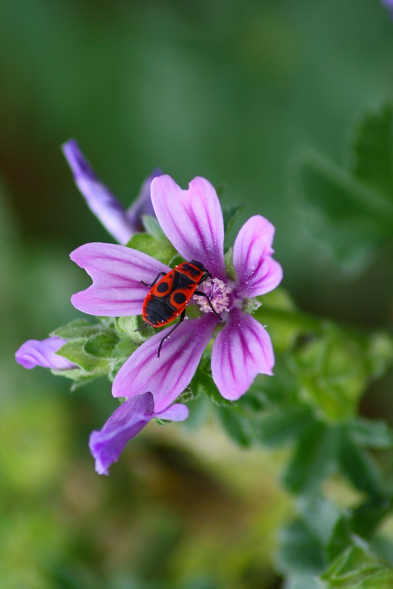 a walk on the flower