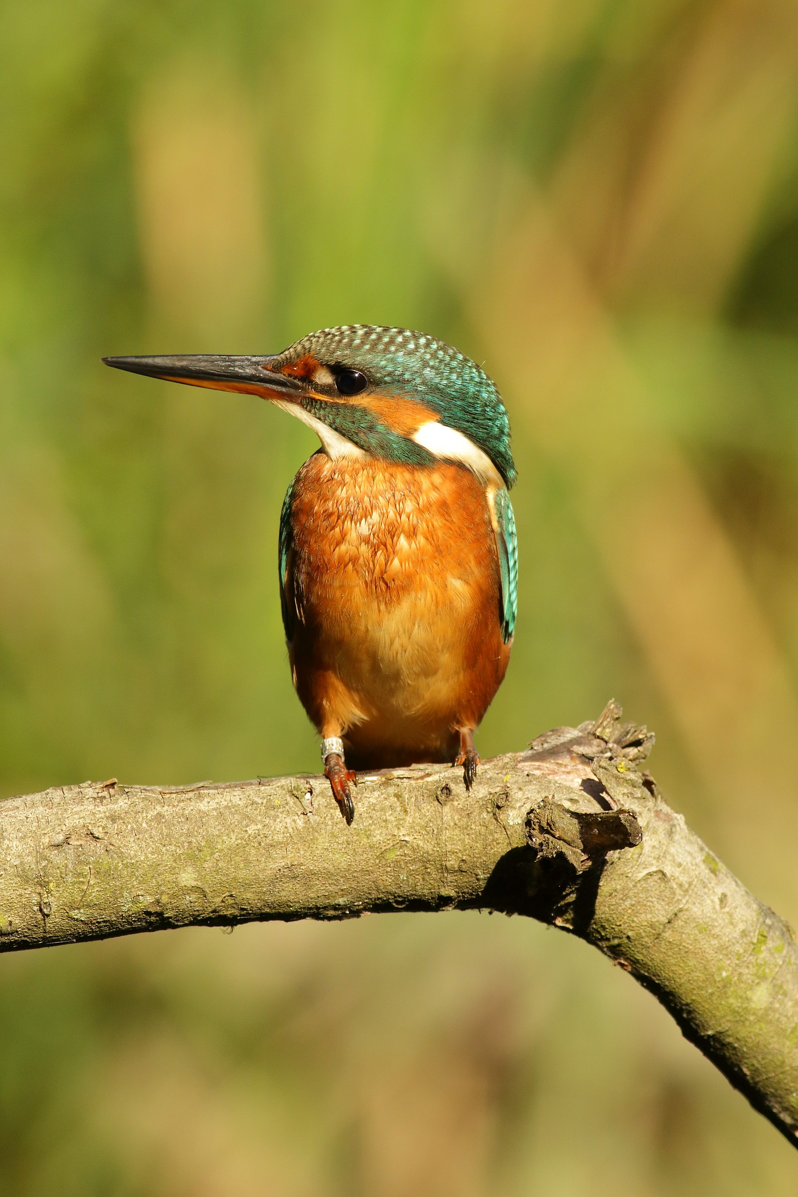 Martino2-70d-Camera Raw