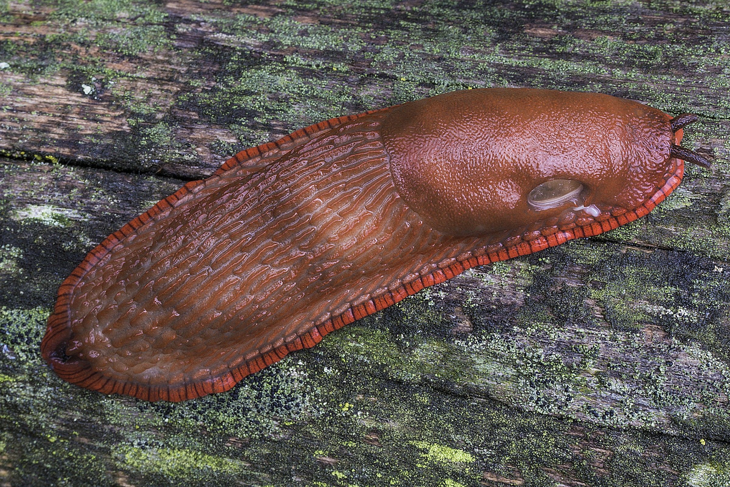 Arion rufus (Linnaeus, 1758)