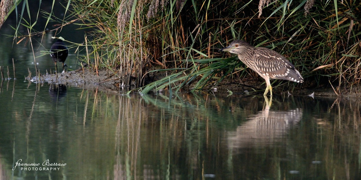 Night Heron Young