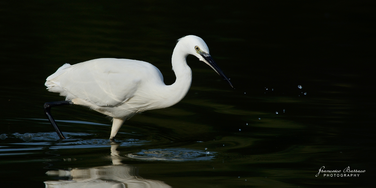 Egret