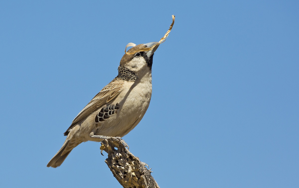 Materiali da costruzione