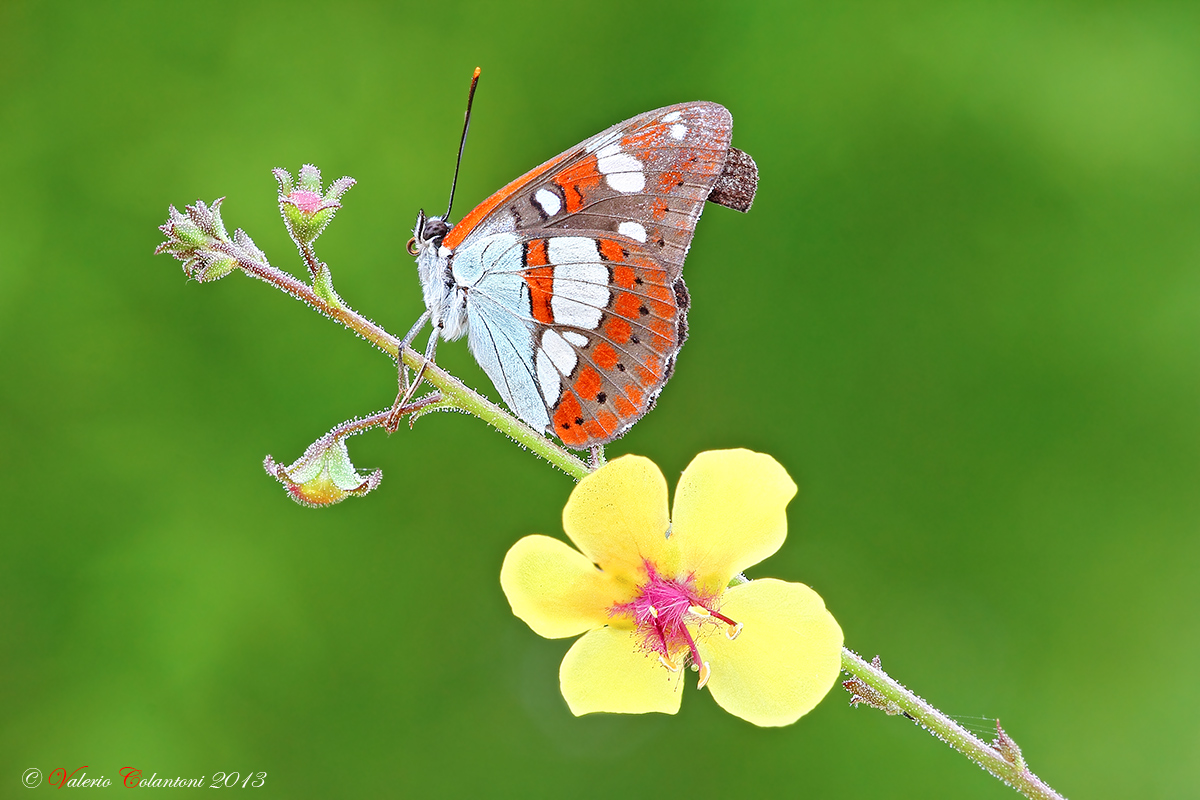Limenitis reducta