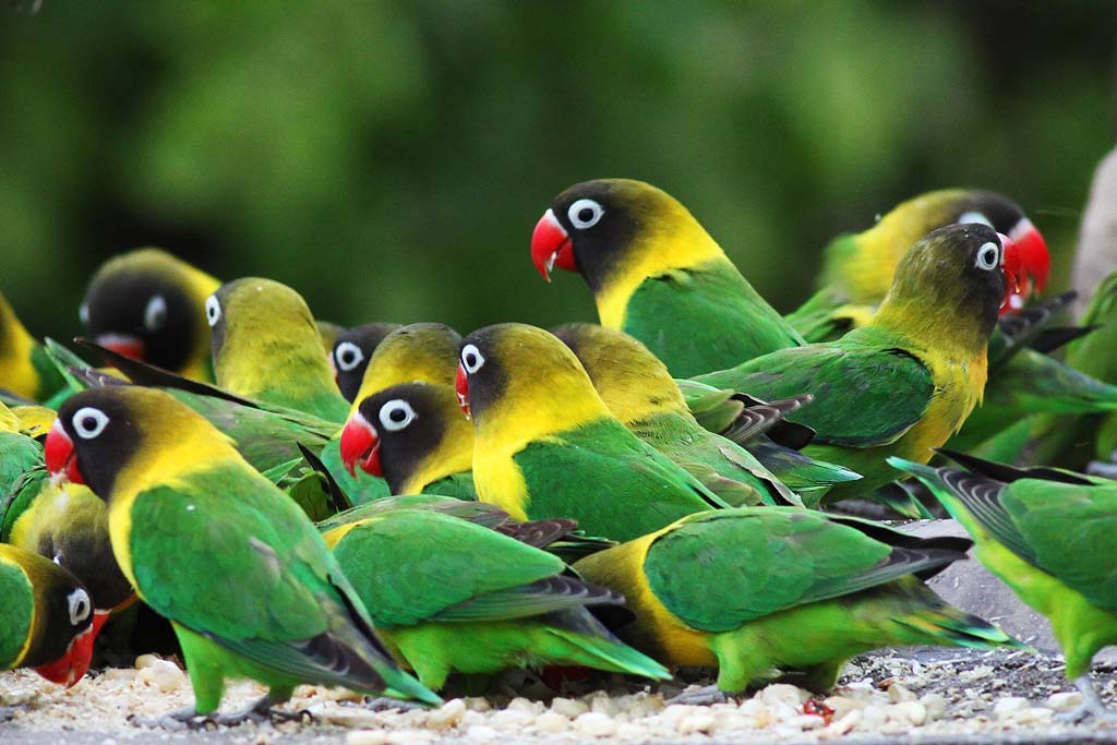 Agapornis personata in Tanzania