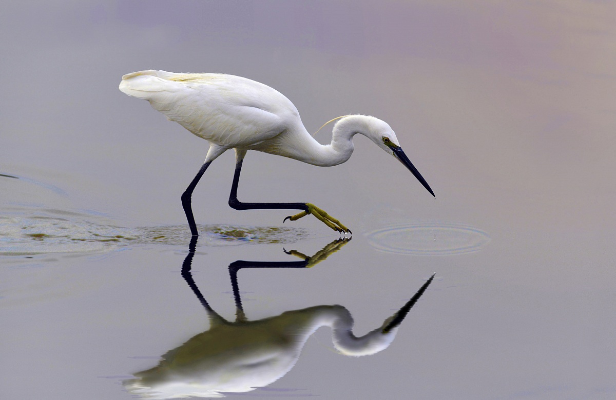 Double egret