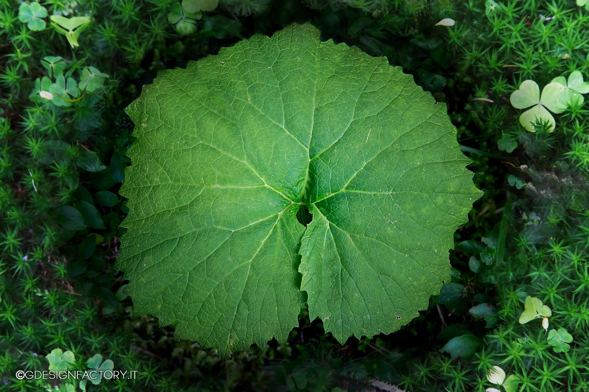 Circondata (composizione)