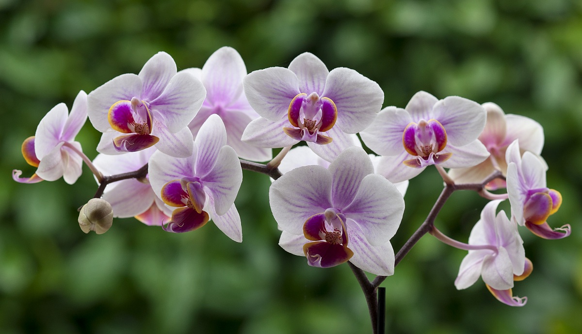Orchidea