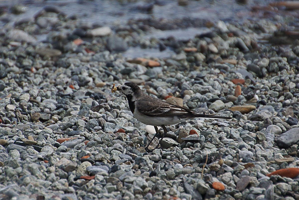 White Wagtail