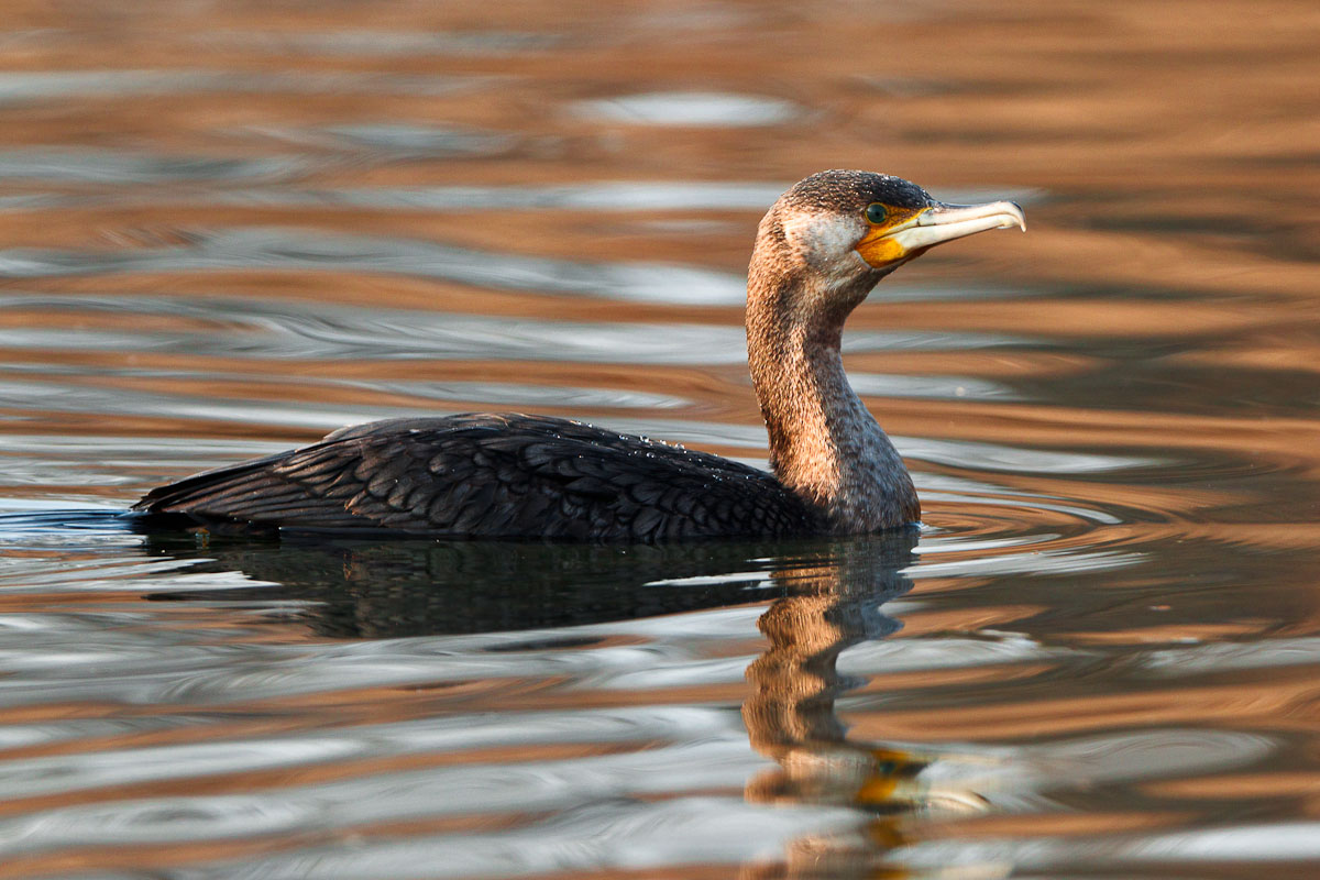 Cormorano...