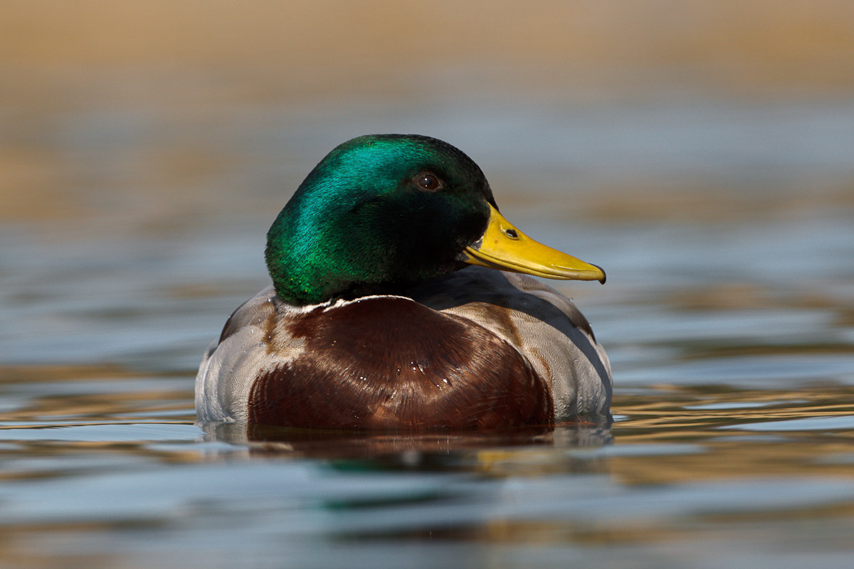 Mallard ...