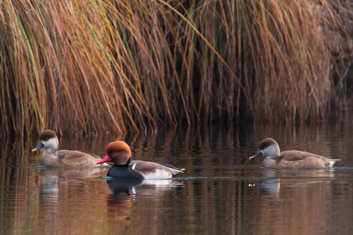 Fistione turco, maschio con due femmine...