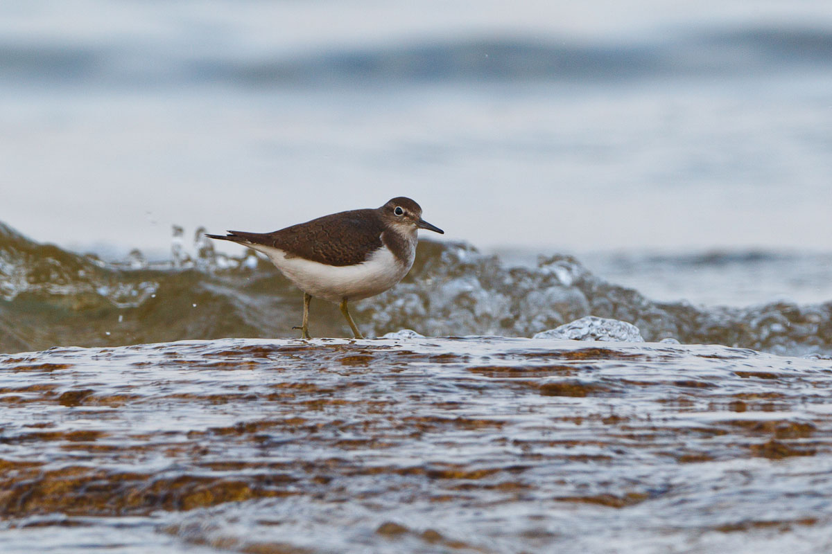 Piro piro piccolo...