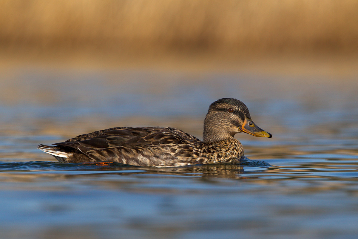 Germano reale femmina...