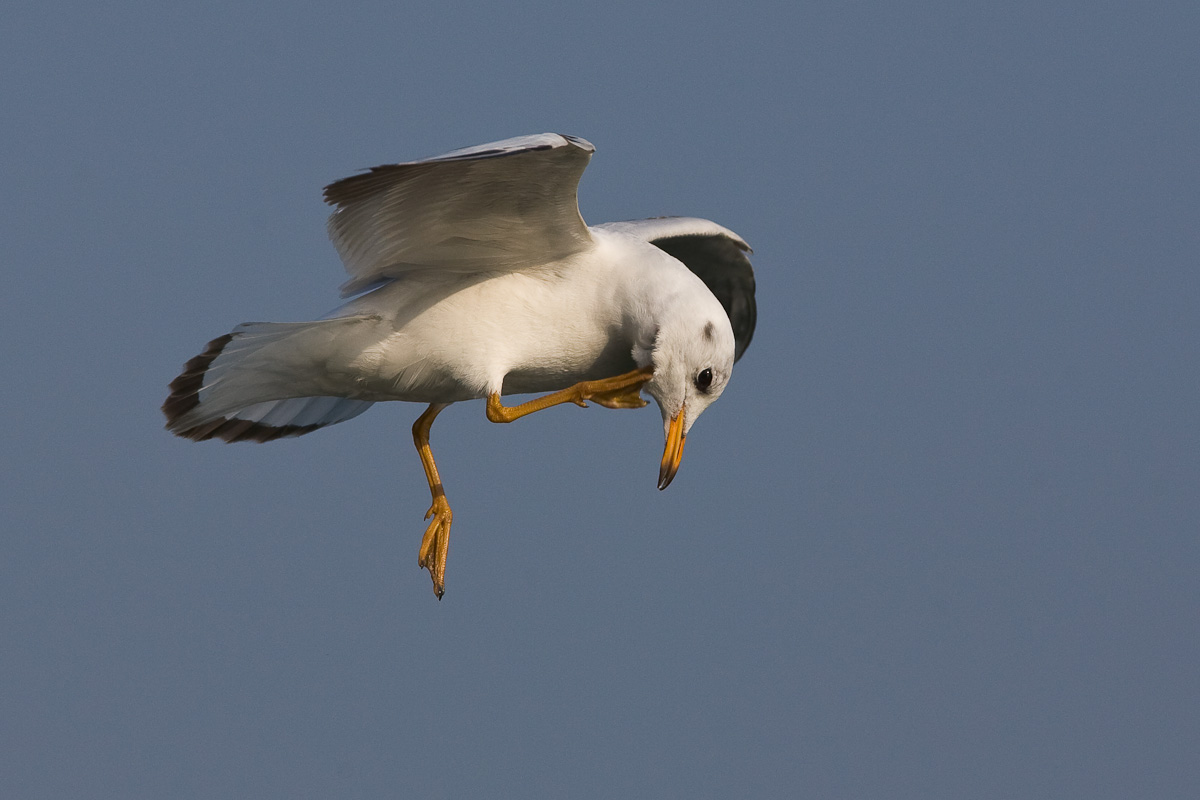 Black-headed Gull ...